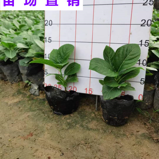 漳浦县绣球花八仙花 福建 小苗 袋苗 杯苗 基地 批发 零售 出售