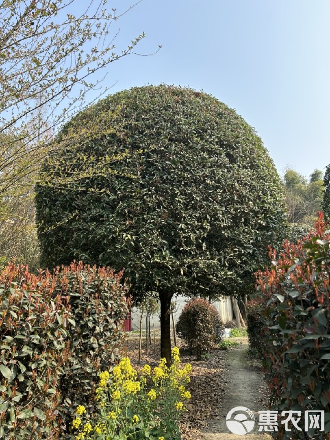 成都高杆精品桂花，3到20公分有货有量，量大从优