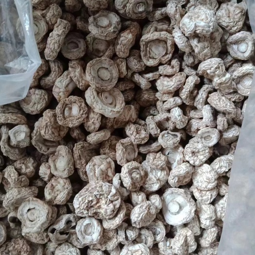 菏泽双孢菇干品
