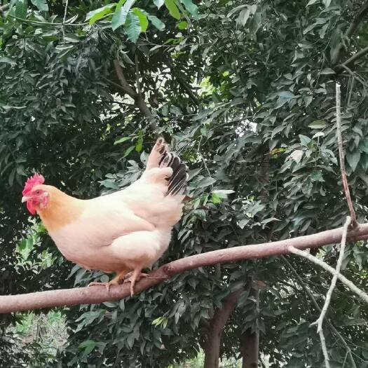 封开县广东名鸡杏花鸡