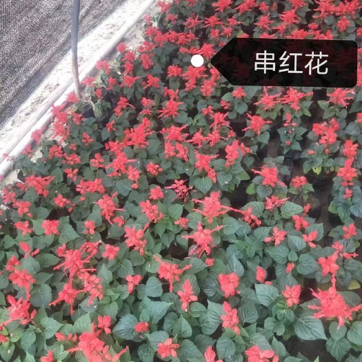 鄢陵县串红花