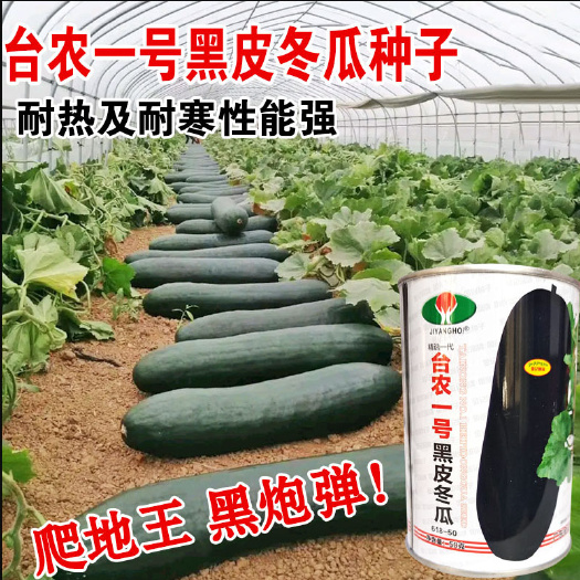 济南广东特大黑皮冬瓜种子 大冬瓜种子 杂交一代结果多瓜重30公斤