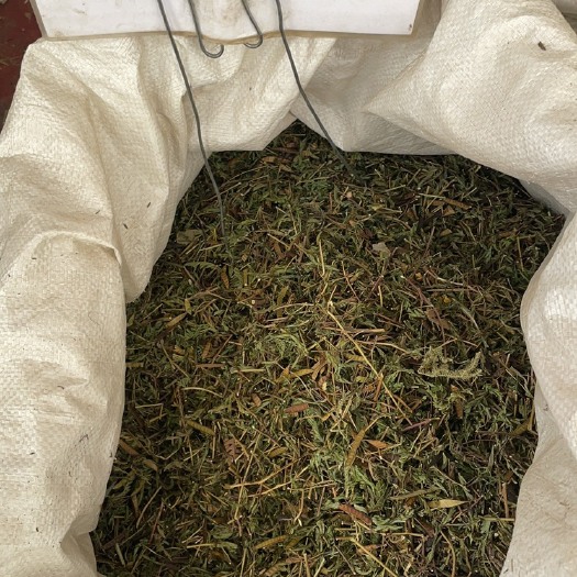 玉林批发零售中药材 软肝草 一斤起发  新货 量大从优 一件代发