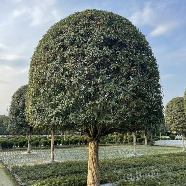 成都高杆精品桂花，3到20公分有货有量，量大从优