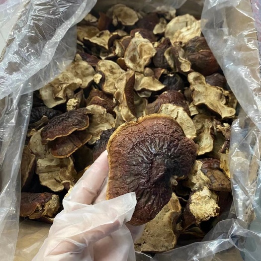 广州长白山金边灵芝