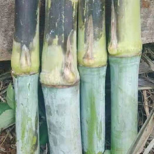 桂林中华良草