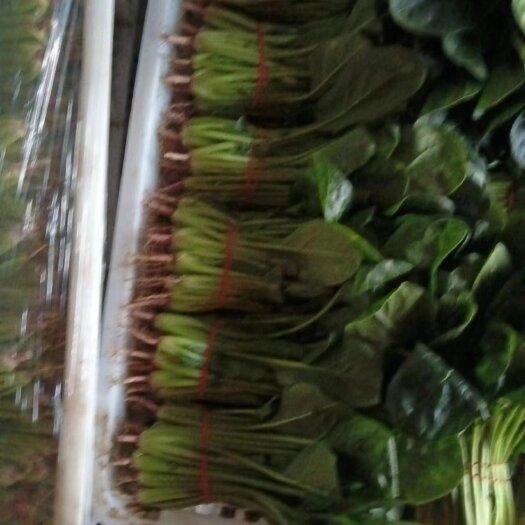 南通精品菠菜，大，中，小品种齐全