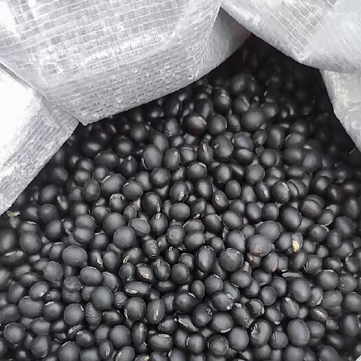沁源县产地直销大黑豆，小黑豆