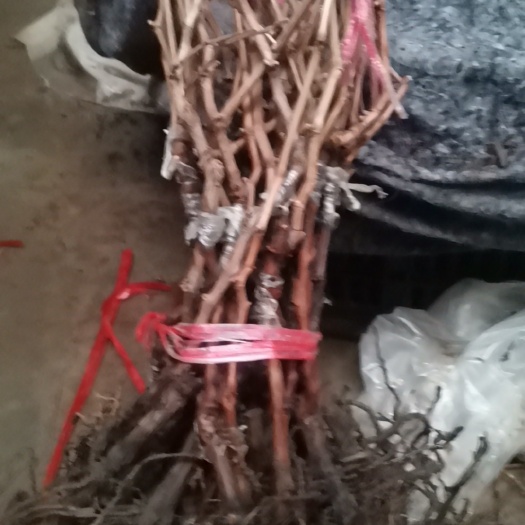 平邑县阳光玫瑰，蓝宝石，妮娜皇后，一年葡萄苗，
