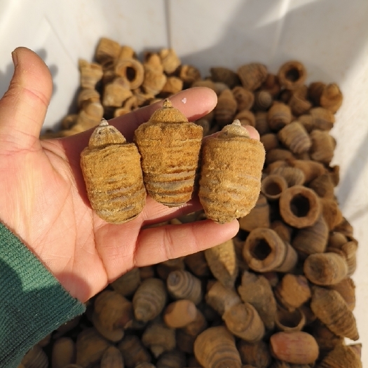 亳州狗鞭果 毛毛果 包邮发货 干货 规格齐全 量大从优 一手货源