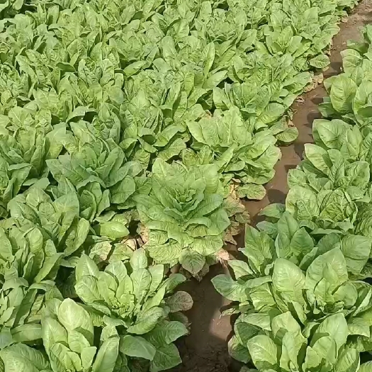 兴平市圆叶莴笋