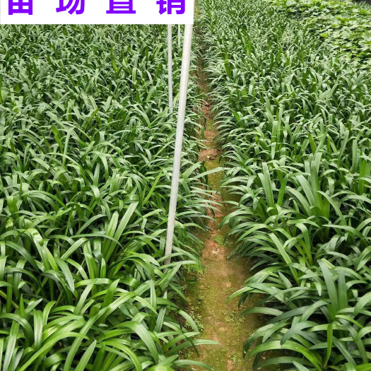 百子莲 福建 小苗 袋苗 杯苗 基地 批发 零售 出售