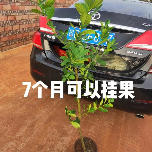 徐闻县果场基地广东正宗香水柠檬苗无籽 大苗7个月可以开花结果