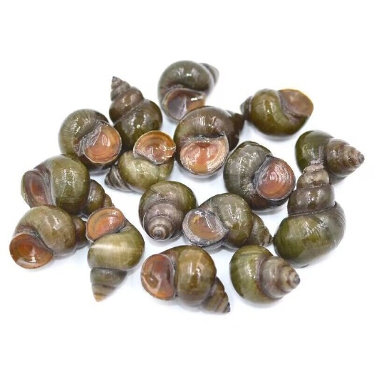 泗县田螺，食用螺，以渡水，洗净