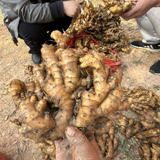 汝城县湖南高山小黄姜