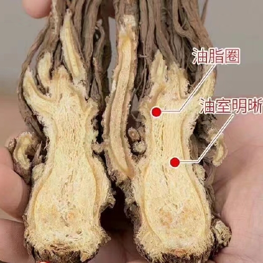 岷县岷当归