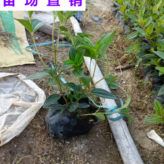 漳浦县牡丹 福建 小苗 袋苗 杯苗 基地 批发 零售 出售