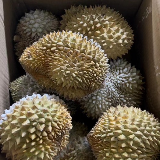 北京金枕榴莲