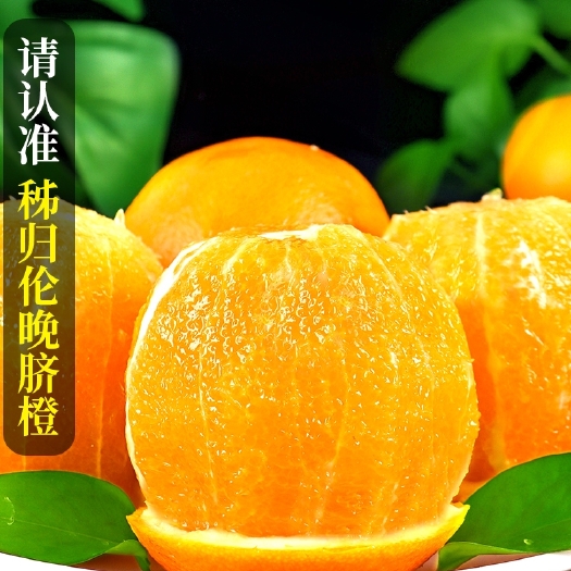 秭归县伦晚脐橙  精品伦晚，个大皮薄，海拔低口感甜一手货源支持视频