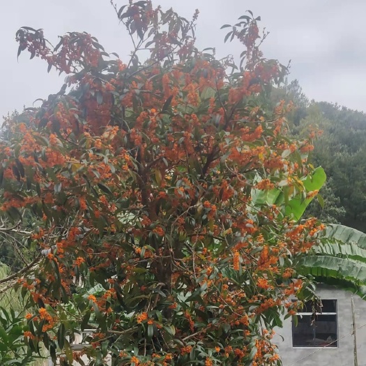 都匀市八月桂花树