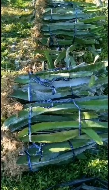 漳州大红红肉火龙果苗批发