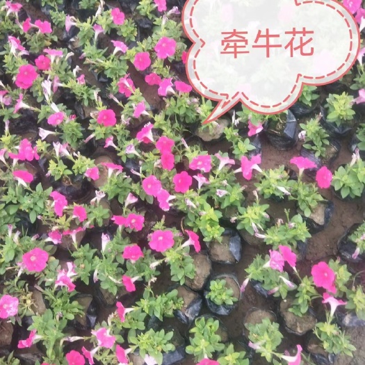 鄢陵县牵牛花
