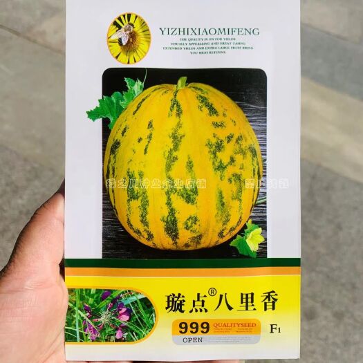 沭阳县香味浓杂交八里香甜瓜种子薄皮香瓜种子高糖优质丰产超甜香瓜种籽