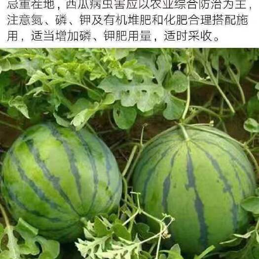 沭阳县嫁结无籽西瓜苗