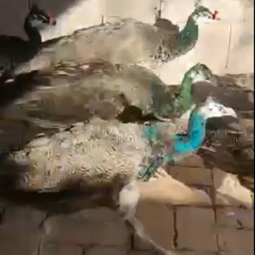孔雀