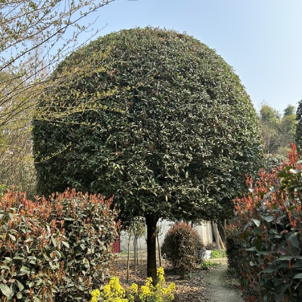 成都高杆精品桂花，3到20公分有货有量，量大从优