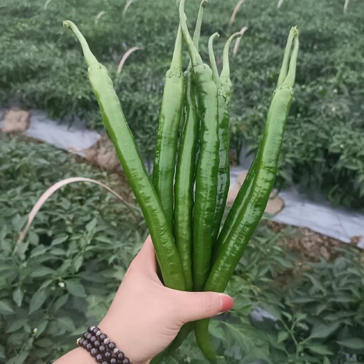 博罗县线椒苗  ，穴盘苗，一孔一株，苗场直接发货