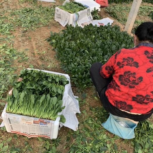 高青县大叶菠菜