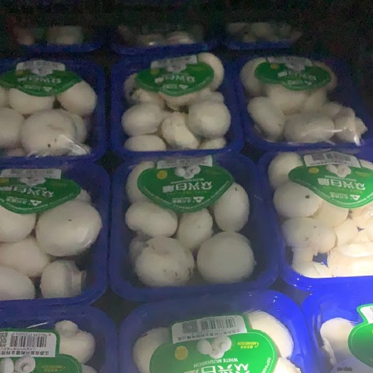 上海双孢菇