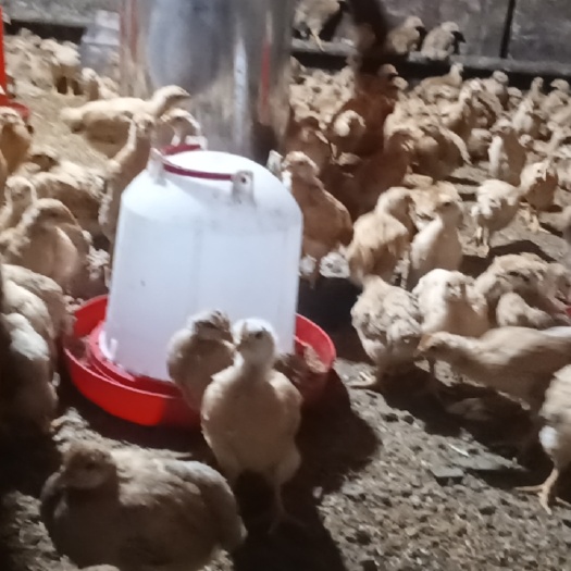 邵阳县小麻鸡。8.9两
