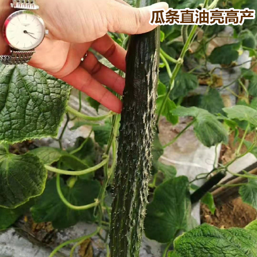 寿光市黄瓜苗 强雌油亮密刺绿瓤抗病性好产量高早春秋延嫁接黄瓜苗