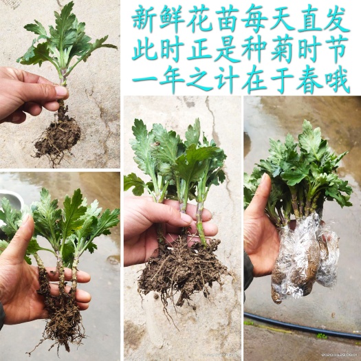 寿县菊花苗供应地栽菊花种苗药菊茶菊贡菊杭白菊