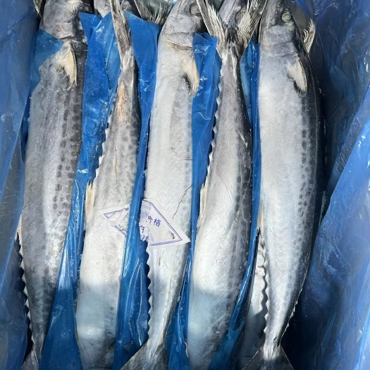 广州马鲛鱼