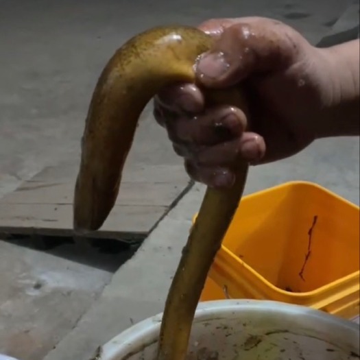 宜宾稻田黄鳝，土黄色，个大均匀