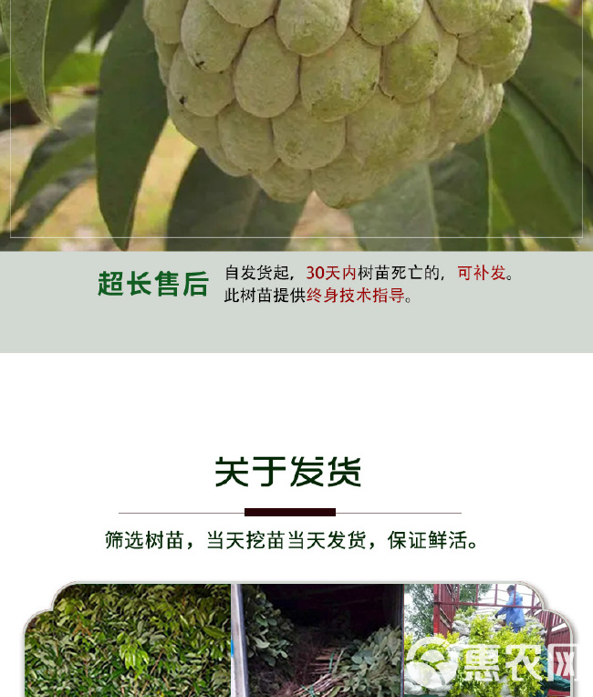 四季种植当迦果苗嫁接凤梨释迦南方牛奶释迦番荔枝庭院果树苗