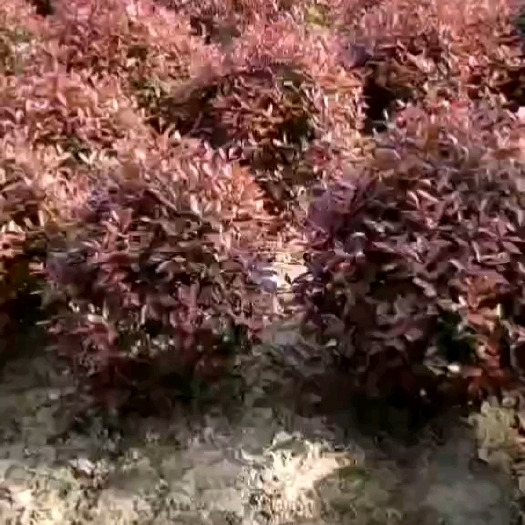 沭阳县红叶石楠树丶柱丶球丶苗