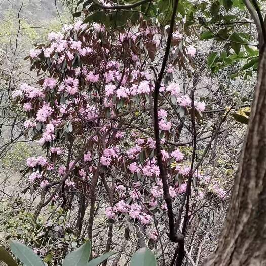 长阳县粉花云锦杜娟