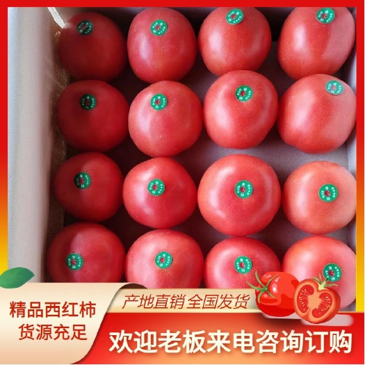 邯郸精品西红柿