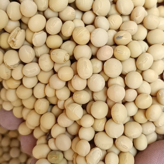 沁源县中粒黄豆，保质保量量大优惠，
