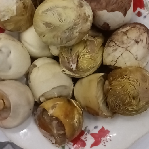 郑州毛蛋，半鸡半蛋
