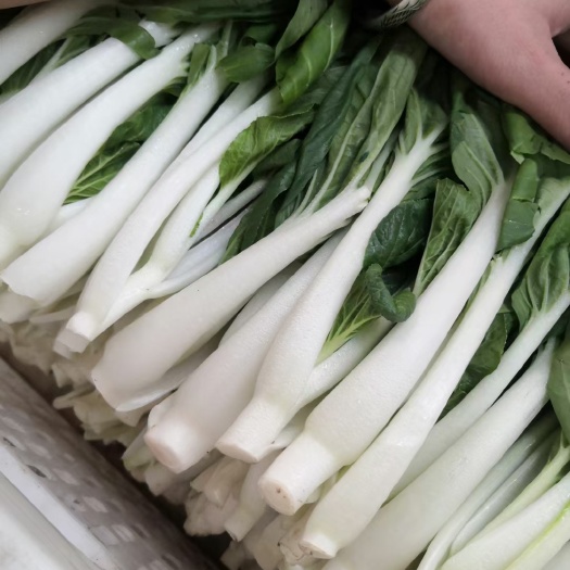 广州小白菜