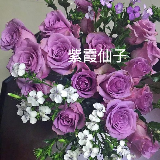 昆明基地直供紫色系【紫霞仙子】玫瑰苗裸根苗庭院阳台盆栽绿植四季开