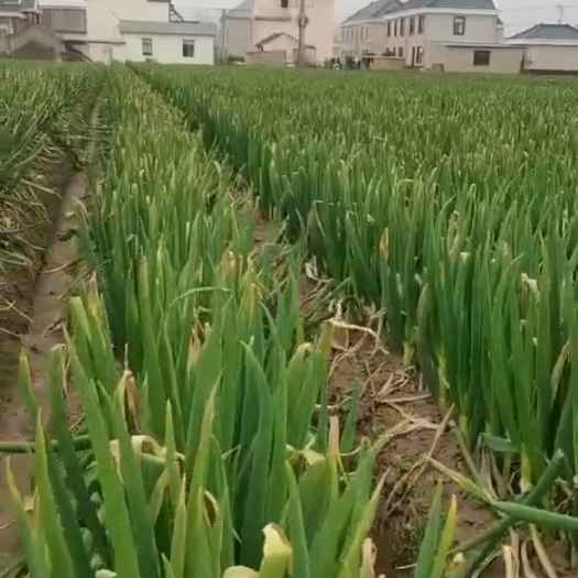启东市启东大葱，货足，量大，味美，价位底
