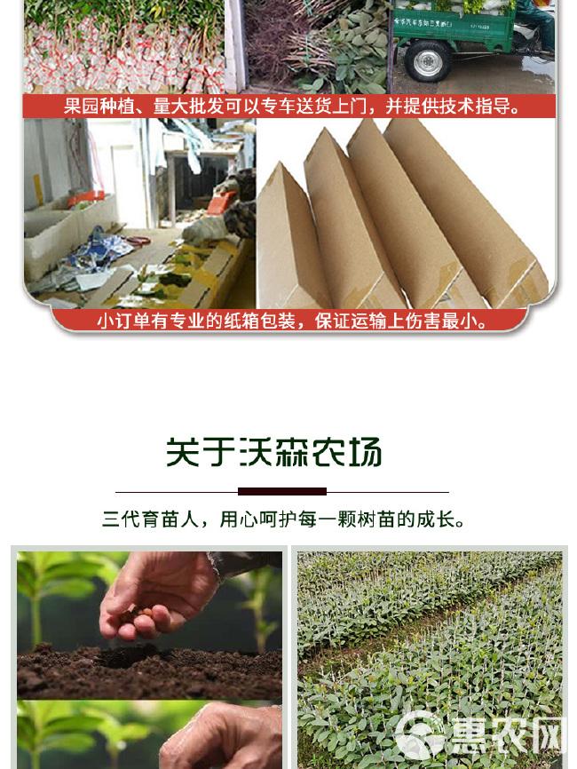 四季种植当迦果苗嫁接凤梨释迦南方牛奶释迦番荔枝庭院果树苗