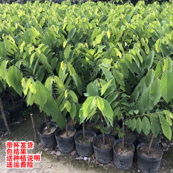 四季种植当迦果苗嫁接凤梨释迦南方牛奶释迦番荔枝庭院果树苗