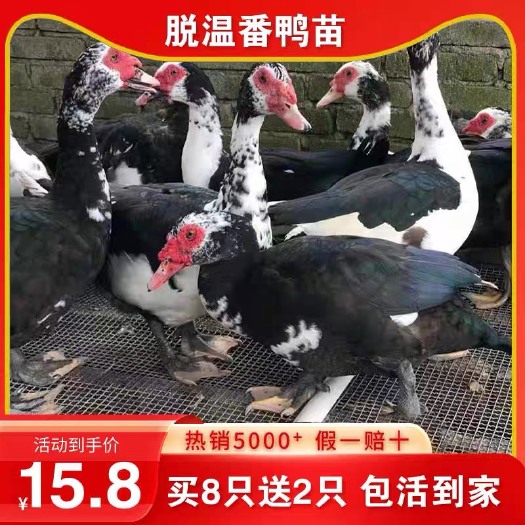南宁半斤脱温大种番鸭活苗巨型鸭苗火鸭旱鸭麻鸭田鸭土鸭小鸭苗活体